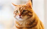 猫咪拉稀呕吐不吃饭没精神怎么办