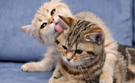 猫可以吃鸡蛋白吗
