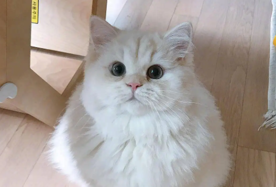猫夏天掉毛厉害，正常吗？