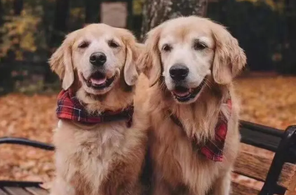 金毛犬是否应该吃美毛？看完这篇文章，你们就知道了
