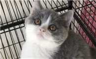 英短蓝猫有白色杂毛的原因是什么