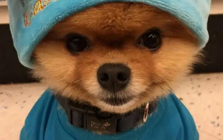 金毛犬肚子大怎么回事啊 金毛犬肚子大怎么回事啊