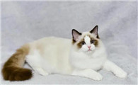 新手养布偶猫注意事项