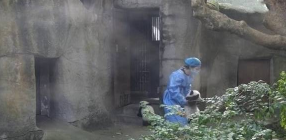 收猫时间到了，奶妈抱走两只却留下一只，网友：小眼神太可怜了！