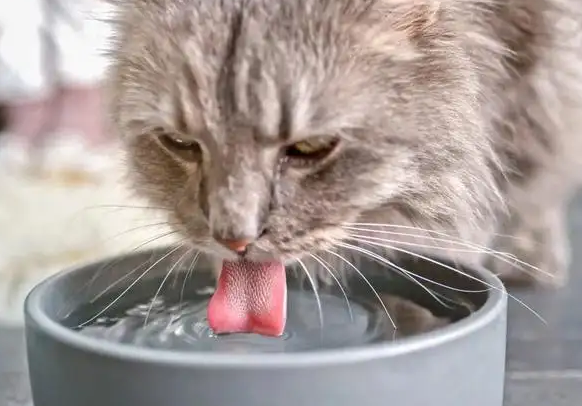 猫咪最近不喝水怎么回事 猫咪最近不喝水怎么回事