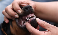 狗狗打完狂犬疫苗后多久可以洗澡啊