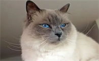 母猫生产后可以吃猫粮罐头吗