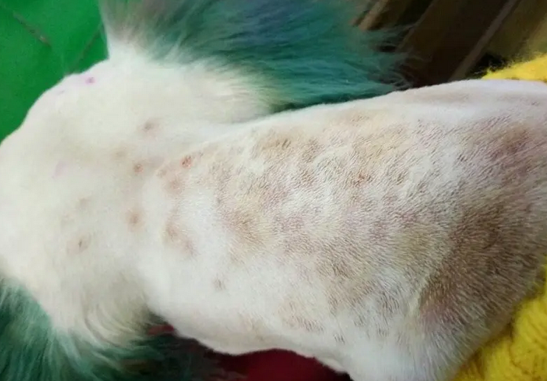 狗狗的皮肤病会相互传染吗 狗狗的皮肤病会相互传染吗