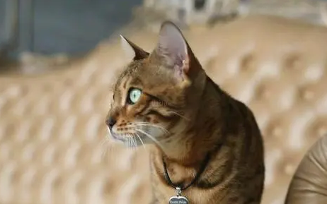 猫妈妈可以和自己的孩子一起养吗