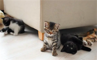 猫咪眼睛有透明分泌物怎么回事
