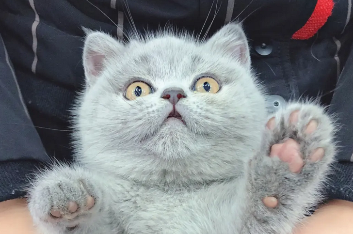 新手小白速看,买蓝猫注意点! 新手小白速看,买蓝猫注意点!