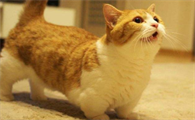 矮脚猫为什么不能养
