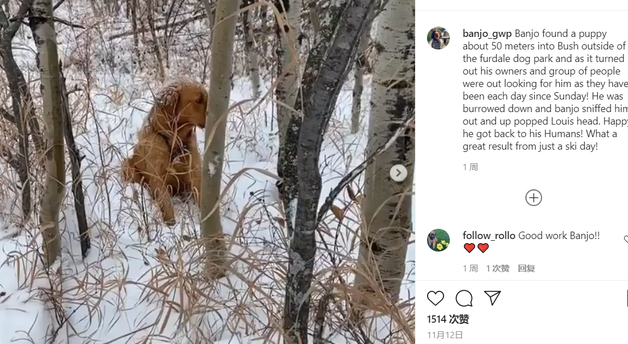 狗狗下山时，非要拉着主人往森林深处走，没想到因此救了只金毛！