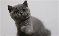 英短蓝猫脸尖就是不纯吗？这篇文章给你答案