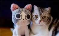 临时给猫洗澡用什么洗