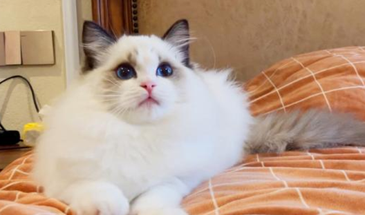 猫咪踩奶是怎么回事啊 猫咪踩奶是怎么回事啊