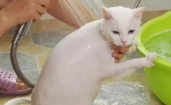 猫咪洗完澡不吹干会怎样?一定要及时吹干哦 猫咪洗完澡不吹干会怎样?一定要及时吹干哦