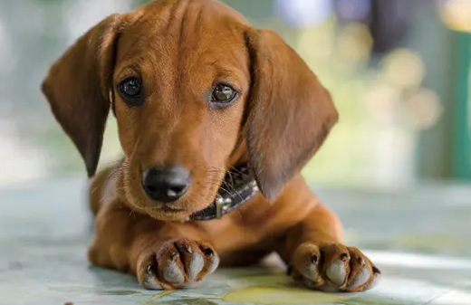 腊肠犬怎么样？新手一定要看看