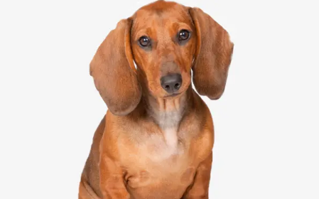 腊肠犬如何洗澡?一起来了解一下吧! 腊肠犬如何洗澡?一起来了解一下吧!