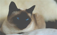 猫猫瞳孔放大的原因是什么啊