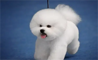 比熊犬的寿命长吗？有多久呢？