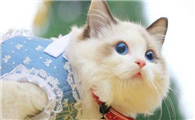 母猫不肯配怎么办呢