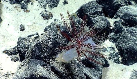 海洋探险者拍摄的海底视频,惊现怪异的海洋生物,刷新认知 海洋探险者拍摄的海底视频,惊现怪异的海洋生物,刷新认知