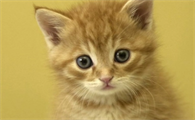 猫咪打喷嚏流鼻涕