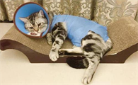 猫癣一碰就会传染吗