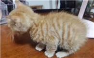 一个月小猫拉肚子怎么办