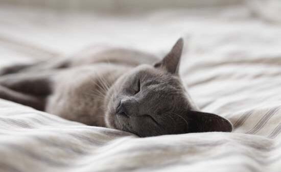 猫咪不让你抱着睡,是什么原因呢? 猫咪不让你抱着睡,是什么原因呢?