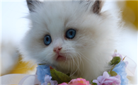 猫咪夏天掉毛持续多久正常