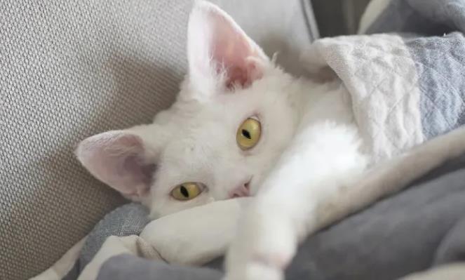 养德文猫的注意事项 养德文猫的注意事项