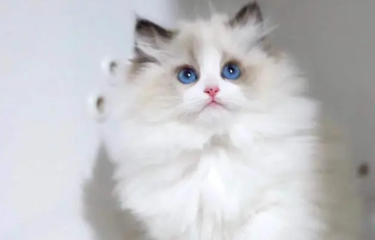 母猫怀孕有什么症状