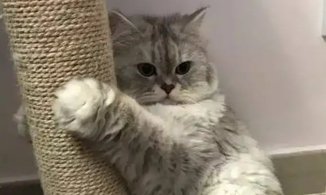QQ截图2022猫躲起来不出来怎么办?这几招很好用1121114843.png QQ截图2022猫躲起来不出来怎么办?这几招很好用1121114843.png