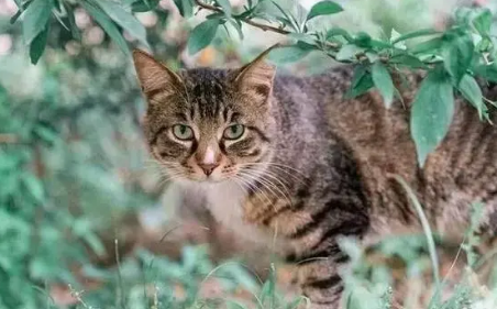 猫咪讨厌你的表现 猫咪讨厌你的表现