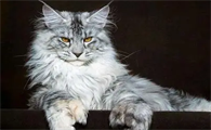猫生完第二天呼吸急促怎么回事