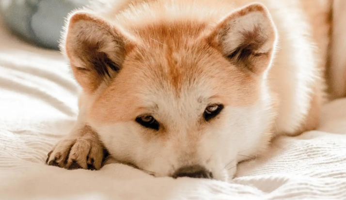 狗狗驱虫连续吃2次有影响吗