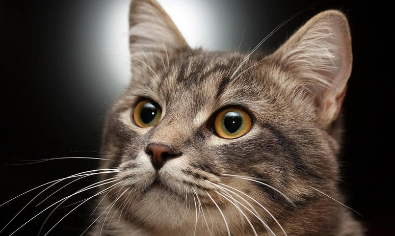 猫换牙期间口臭正常吗吃什么药