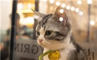 如果猫吃了蟑螂药会怎么样