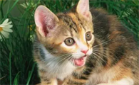 猫可以带铃铛项圈吗