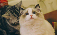 猫怀孕几个月生产