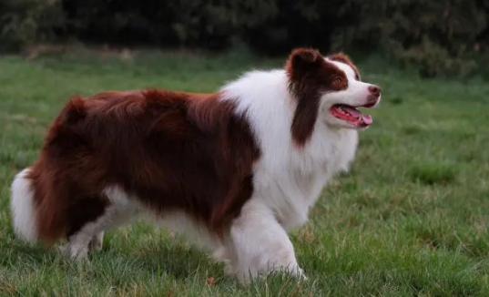 边境牧羊犬的详细介绍,它都有哪些颜色? 边境牧羊犬的详细介绍,它都有哪些颜色?