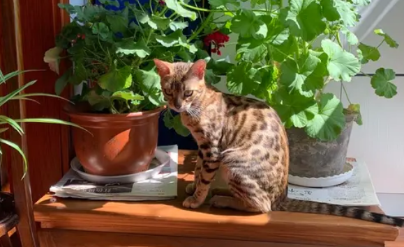 养猫可以养什么花 养猫可以养什么花