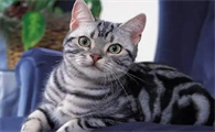 美国短毛猫好养还是英国短毛猫好养