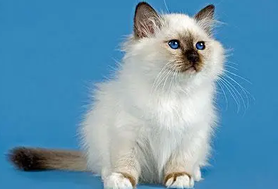 奶猫如何判断公母