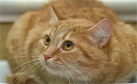猫怀胎几月生宝宝比较好