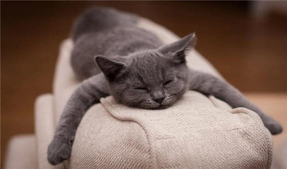 英短蓝猫多少钱一只 英短蓝猫多少钱一只