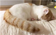 怀孕的猫拉稀怎么办