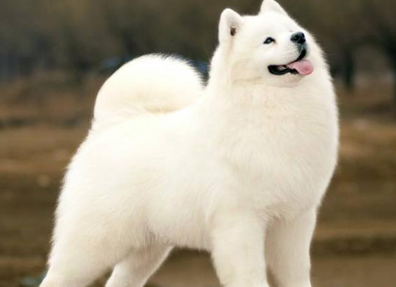萨摩耶幼犬一般多少钱一只